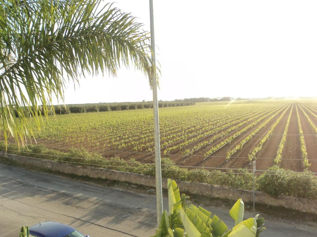 Eco Green La Vigna Леверано Номер фото